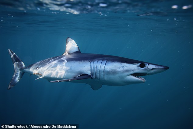 The researchers now suggest that a mako shark like this could be a better model for what the megalodon looked like.  This would mean it was longer and thinner than previously thought