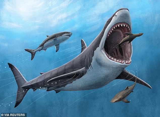 A longer body would make the megalodon slower and less agile, but would reduce the frequency with which it had to eat.  The researchers now say the great white shark may have contributed to the megalodon's extinction by preying on the slower shark for a dwindling food supply.