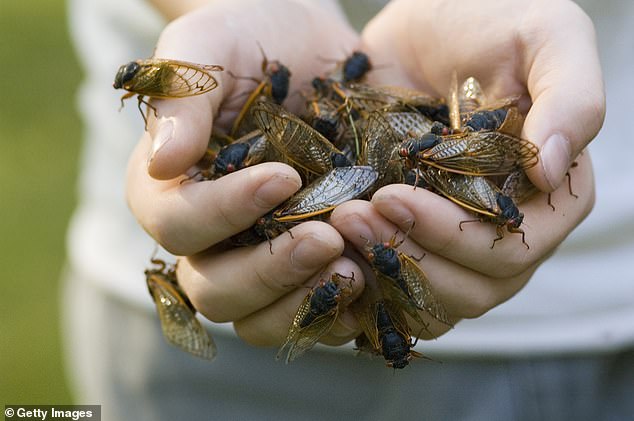 The curious, winged, red-eyed insects hibernate in 13- or 17-year cycles, but the state will soon be bustling with both — and experts have predicted there will be a million of them per acre of land