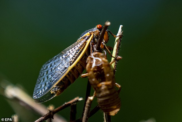 1705954310 495 Americas Cicada apocalypse 200 year event will see one trillion insects