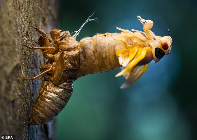 What makes these creatures so interesting is the ability to harden their exoskeletons, which takes about five days, and shed them in order to fly.