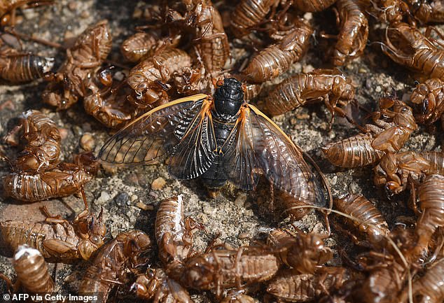 The two broods are expected to live about a month, but due to the large number of insects, Shockley believes there will be 