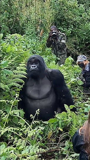 Another clip shows the silverback mountain gorilla, named Lisaga, moving back towards the tourists and sitting in front of them before posing for photos