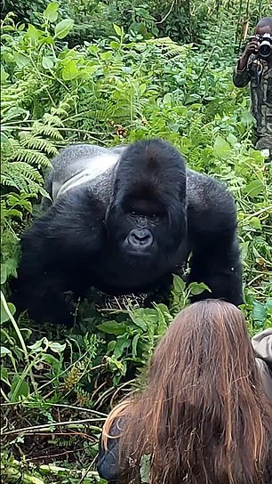 Another clip shows the silverback mountain gorilla, named Lisaga, moving back towards the tourists and sitting in front of them before posing for photos