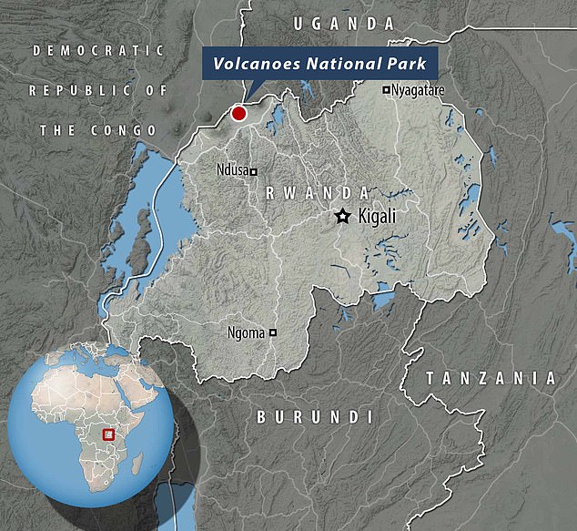 Volcanoes National Park covers 160 square kilometers of rainforest and is home to the largest number of mountain gorillas in the wider Virunga Conservation Area