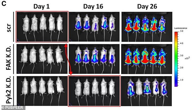 Two images of mice would be the same despite being fifteen days apart in an image with data in a newspaper