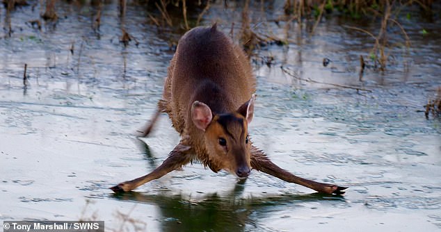 Tony Marshall, 52, captured the adorable images while visiting the Rutland Water Nature Reserve in sub-zero temperatures of -5 degrees Celsius