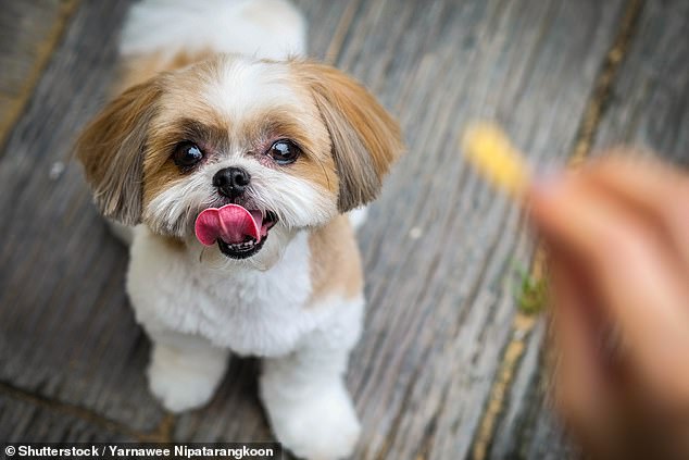 There are several important signs that your dog may have dental disease.  This includes bad breath, difficulty eating, weight loss and wobbly or broken teeth (stock image)