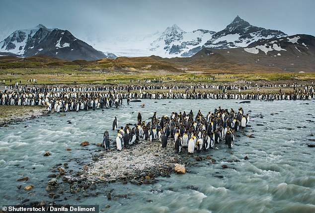 Antarctica's St Andrews Bay was among the best beaches in the world.  Needless to say, it is not a beach where visitors can swim, but it is considered one of the best beaches for wildlife spotting.