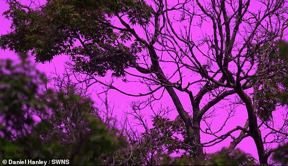 Because birds see in the ultraviolet spectrum, the sky actually looks 