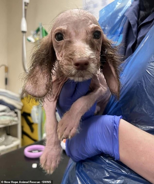 The charity has released distressing images of the puppies, detailing the horrific condition they were found in