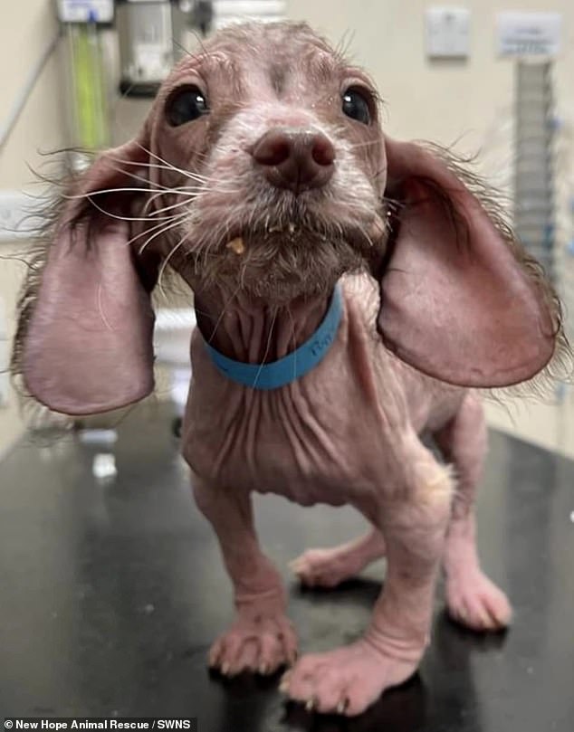 Some of the puppies pictured have poorly bent legs and little fur