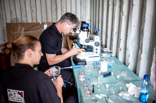 BioRescue achieved the world's first rhino pregnancy by transferring a lab-created embryo using southern white rhinos