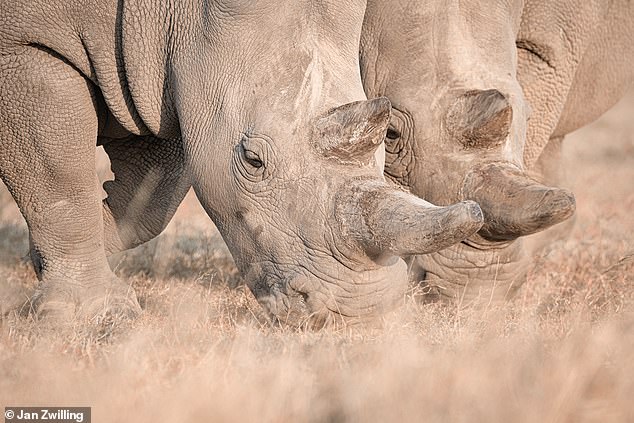 There are only two northern white rhinos left in the world, and since they cannot reproduce, the species is considered extinct