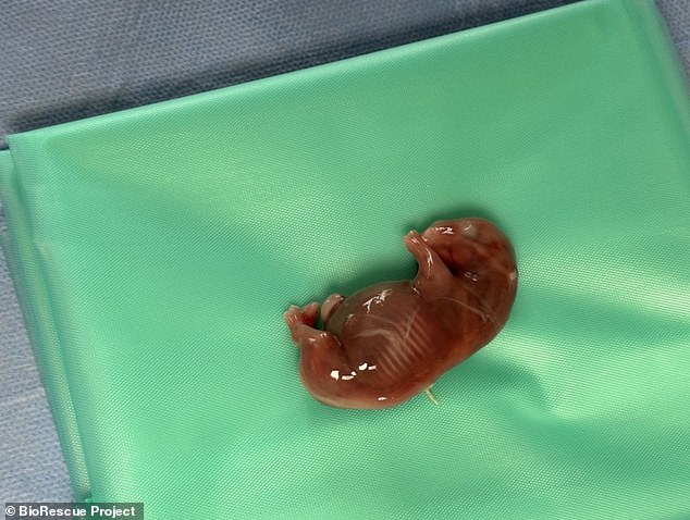 The team managed to recover the fetus, which would have had a 95 percent chance of survival if it had lived