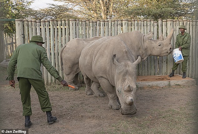 Najin and Fatu are the last living northern white rhinos in existence and live in the Ol Pejeta Conservancy in Kenya