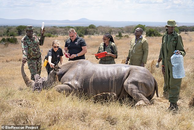 The two females cannot become pregnant due to their age and health problems, so the scientists decided they would implant the embryo into a surrogate southern white rhino.