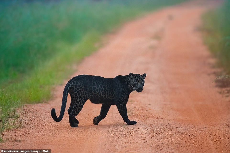 "I love the shot of him looking back at me.  It is the perfect look, his eyes speak,” said photographer Narayan Malu