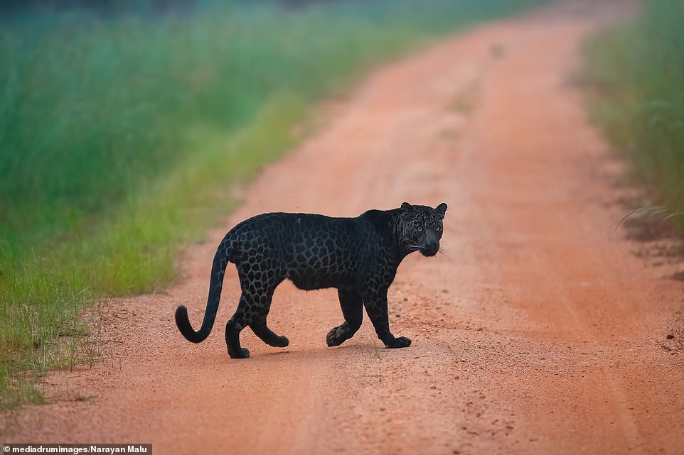 The black fur provides great camouflage to hunt prey more effectively at night