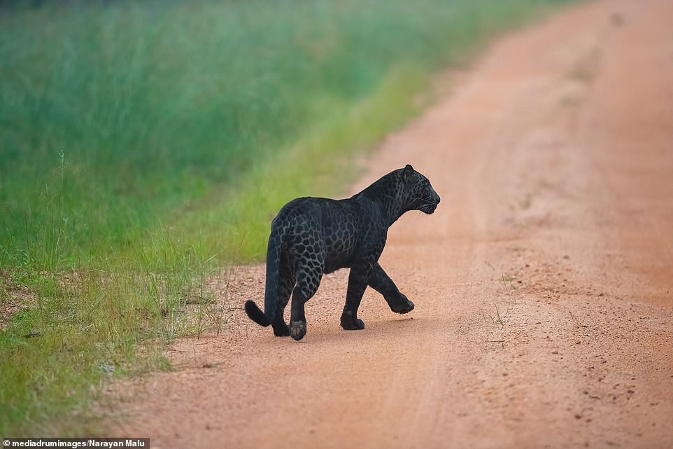 It is not known how many remain in the wild, although researchers estimate that 11 percent of leopards may have the condition