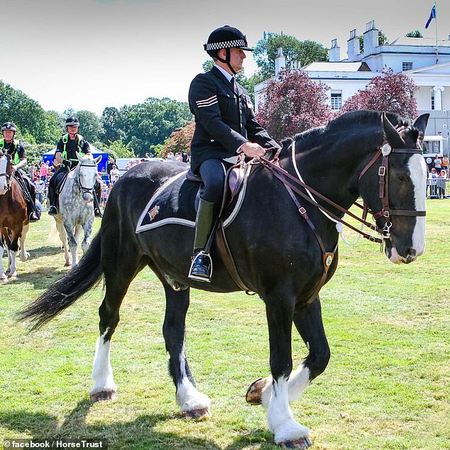 He was described as having 'a jet black shiny coat and feet as big as dinner plates'