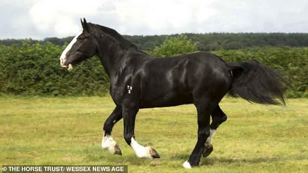 Described as 'a giant of a horse, with a gigantic heart to match', he retired in 2016.