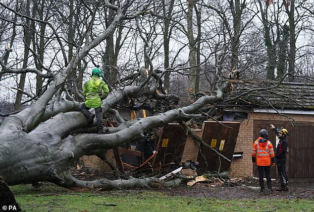 Workers remove a tree that fell on an electricity substation on the Kinnaird estate in Larbert during Storm Isha on Sunday