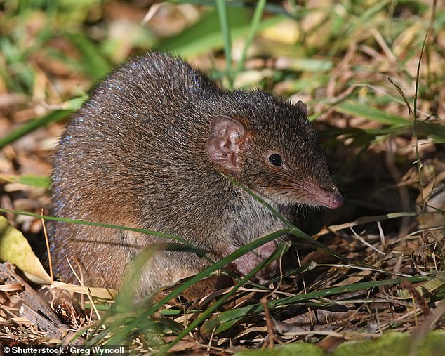 Researchers have found that the male dark antechinus – a small, brown mammal closely related to kangaroos – sacrifices hours of sleep each night to allow more time for sex during the mating season