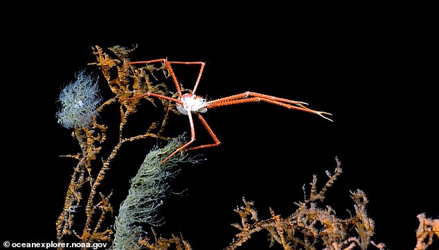 'Right on the doorstep' of the US coast, these spooky hidden corals are expected to harbor a host of deep-sea creatures yet unknown to science, researchers say