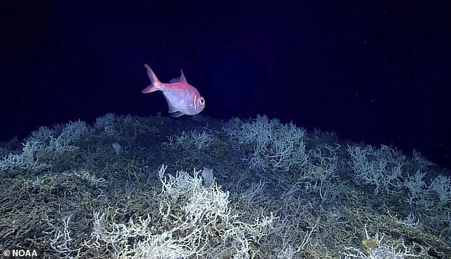 The stony Desmophyllum pertusum coral is common at depths between 650 feet and 10,000 feet, such as the Blake Plateau, and thrives in the near-freezing temperature of 39 degrees Fahrenheit.  Above, an Alfonsino fish swims alone over a thicket of deep-sea coral