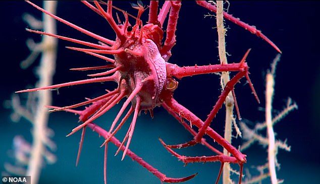 Although deep-sea coral reefs are widely believed to be essential hosts for complex ecosystems, providing shelter, food and 'nature habitat' for crustaceans, fish and other marine life, these dark-dwelling invertebrates are still largely a mystery to science.