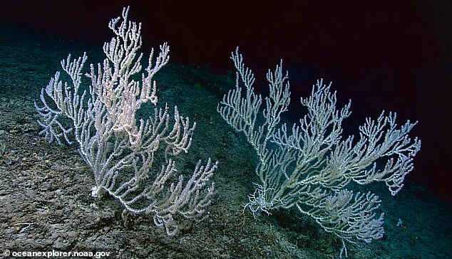 Unlike shallow ocean coral – which feeds partly through algae photosynthesis and may be harmed by climate change – the D. pertusum coral filter feeds on floating biological particles, including dead cells.  Like a pale cavefish, this cold-water coral is eerily ghostly white