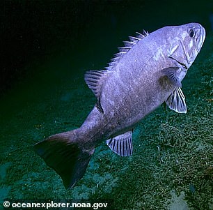 1706220949 240 Worlds largest deep sea reef that is 64 MILLION acres is