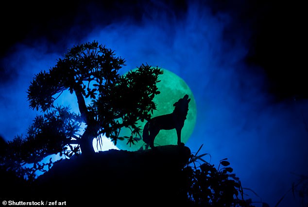 The Wolf Moon is named after the behavior of wolves during the winter months, as they become noisier during that time