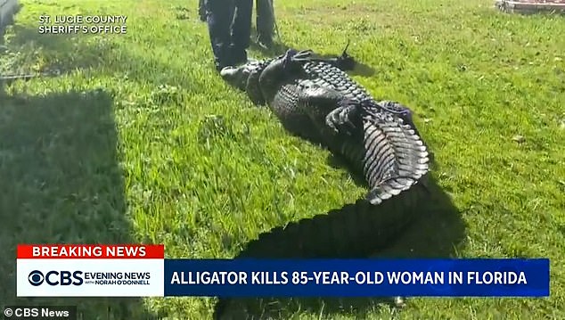 Officials later managed to drag the alligator, its snout closed with rope, across the grass and put it in a truck.