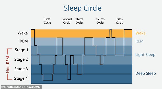 In humans, sleep is generally divided into 'non-rapid eye movement' or NREM sleep and rapid eye movement or REM sleep.  A typical night's sleep goes back and forth between phases