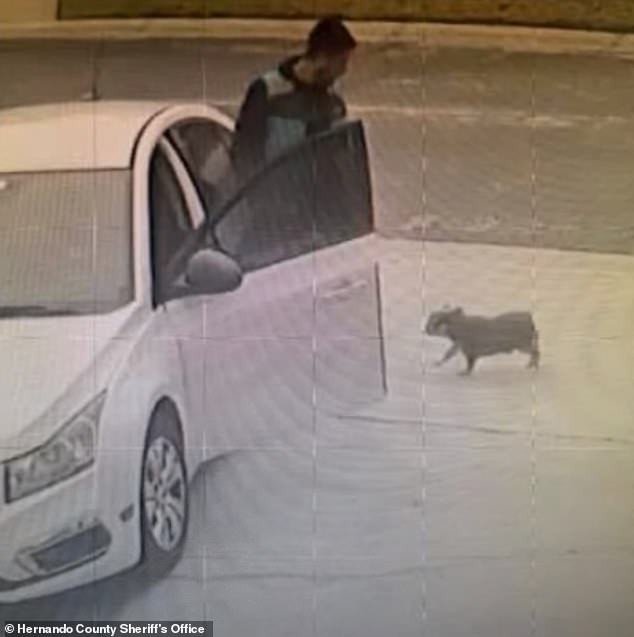 Another neighbor, who also witnessed the incident, said the thief then stopped his car on Larkenheath Drive, picked up the dog and placed it in his back seat before driving away again.