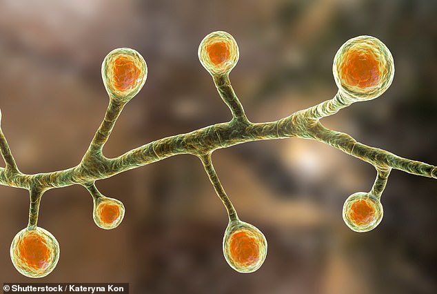 Blastomycosis can cause cold-like symptoms in its early stages, but the fungus can then spread to other parts of the body, making the disease more severe (file photo)