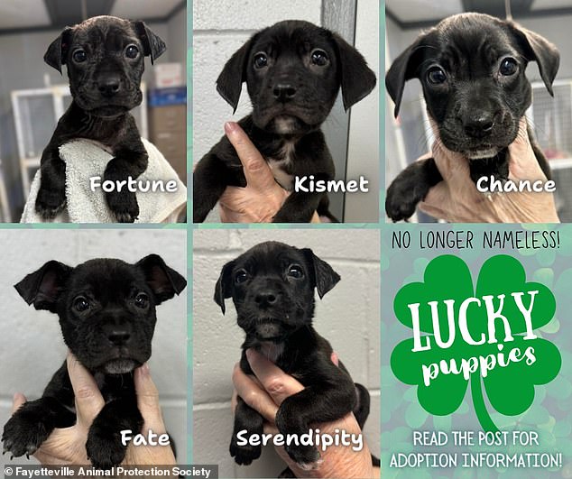 The shelter said the puppies are named Fortune, Kismet, Chance, Fate and Serendipity, a nod to their accidental rescue.  Applications to adopt the rescues open February 1