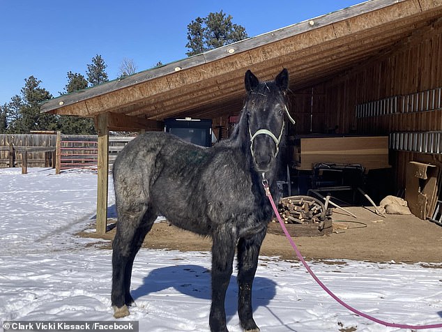 On December 9, Pepper, who is pregnant and worth $14,000, went missing