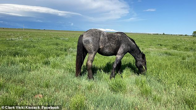 Her owners believe she was stolen after discovering the barbed wire fence on their pasture had been torn down