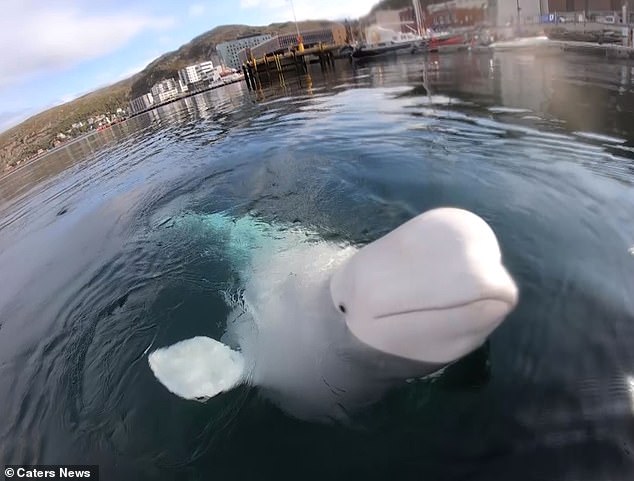 Hvaldimir was spotted off the coast of Norway in 2019.  The whale would follow close to boats