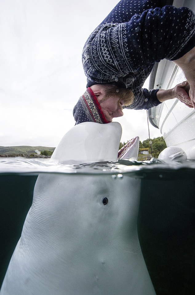 Marine biologists believed that Hvaldimir did not encounter any other beluga whales during his travels