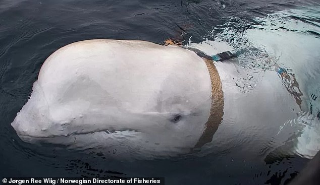 The OneWhale team hopes to introduce Hvaldimir to a group of 500 to 600 wild beluga whales that live in Arctic waters