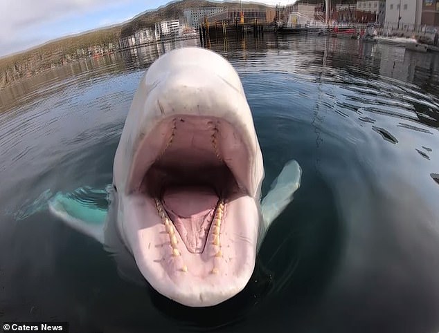 Hvaldimir is estimated to be between 12 and 20 years old and weighs 2,700 pounds