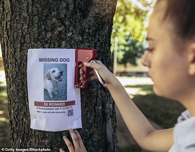 Her sister May, 32, volunteered to care for her dog but ended up secretly selling the puppy to another family, claiming he simply ran off (stock image)