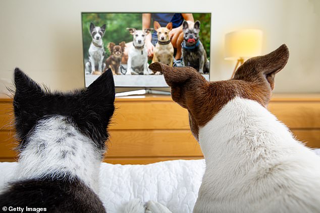 After surveying more than 1,000 dog owners about their pets' TV habits, scientists found that purebred dogs, especially Labradors, were the most avid viewers