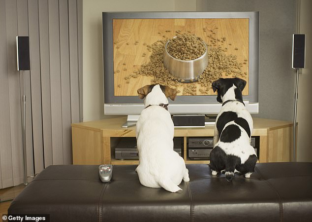 Eighty-six percent of dog owners said their pet watched TV