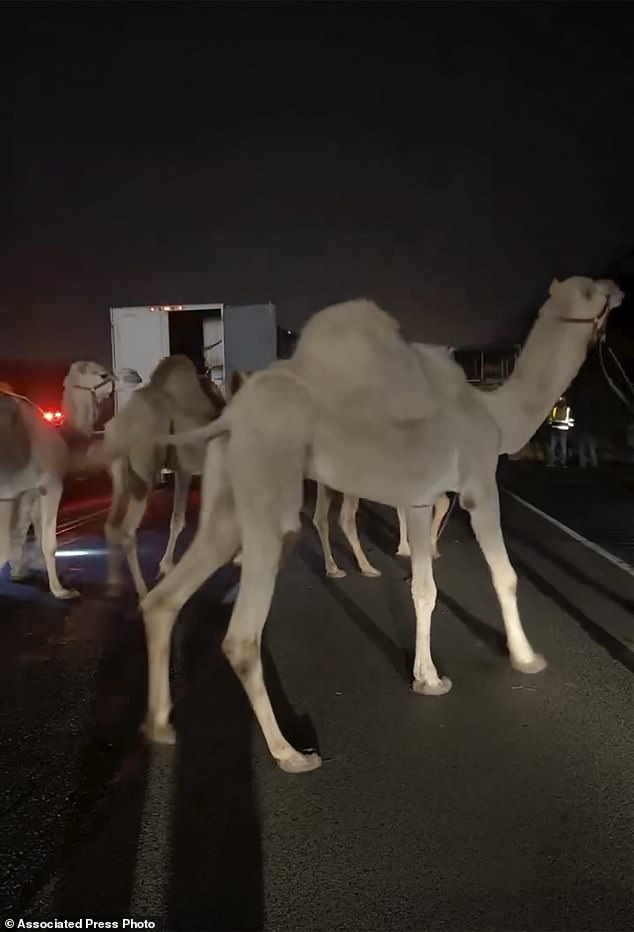 The truck brought the animals from Florida to Fort Wayne for four weekend circus performances in the Indiana city