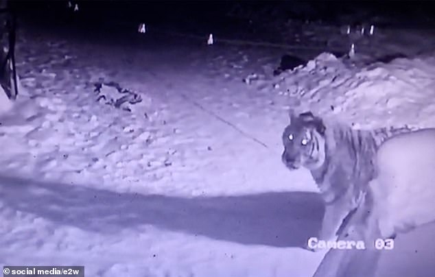 An Amur tiger, captured by a CCTV camera, is seen entering the garden of a residential house in eastern Russia